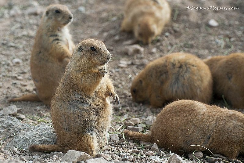 Prairie Dog.jpg :: Prairie Dog