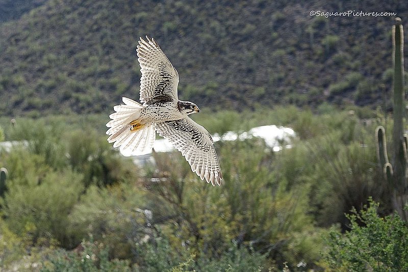 Prairie Falcon.jpg :: Prairie Falcon