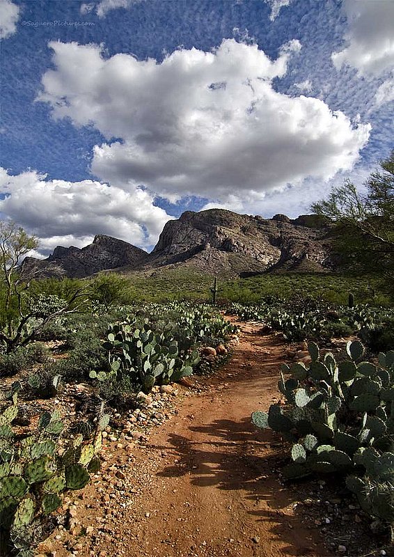 Pusch Ridge Trail.jpg :: Pusch Ridge Trail