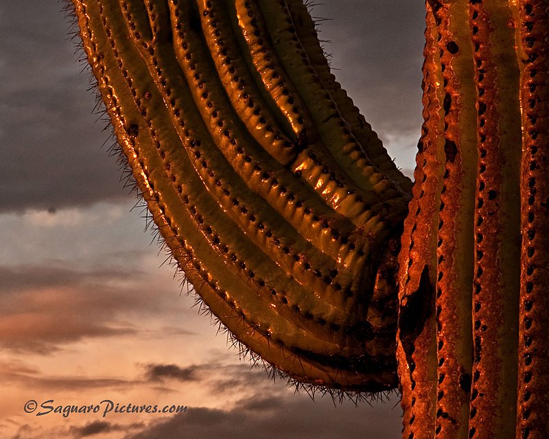 Raining on a Saguaro.jpg :: Tonight was another of those beautiful nights.  I took my 11 year old daughter, Jessica, with me again.  I've been using my some of my photography time to teach my kids.  She seems to be my good luck charm as the evening sky was ablaze.  I'll be posting a few more shots from this night as I finish editing them including one that she took.