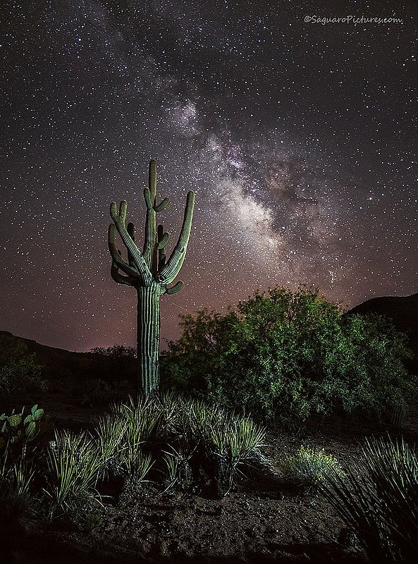 Reaching High.jpg :: Reaching High