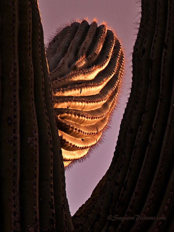 Ribs and Needles.jpg :: The last hints of sunlight hit this one saguaro arm perfectly.  Taken 5-2-2010 from Saguaro National Park east of Tucson, Arizona.