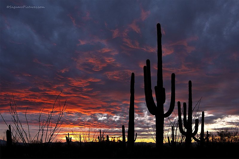 Saguaro National Park West.jpg :: Saguaro National Park West