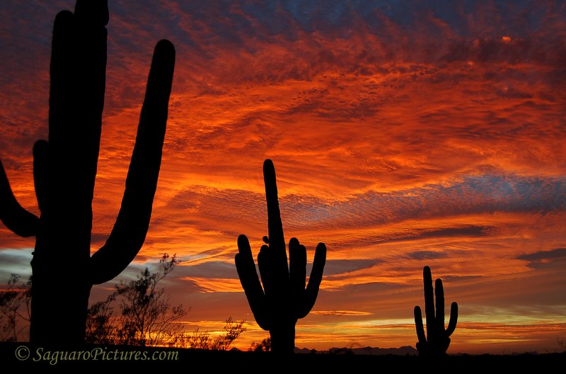 Saguaros on Fire.jpg :: Saguaros on Fire