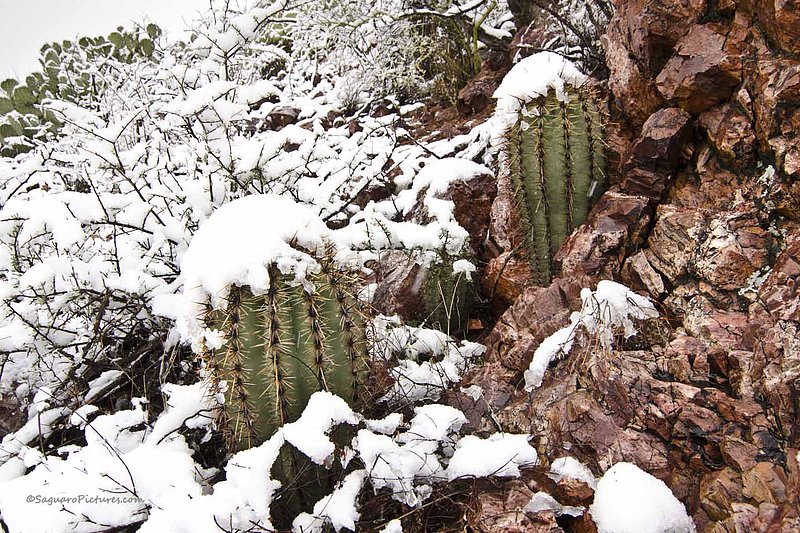 Snow Capped Baby Saguaros.jpg :: Snow Capped Baby Saguaros