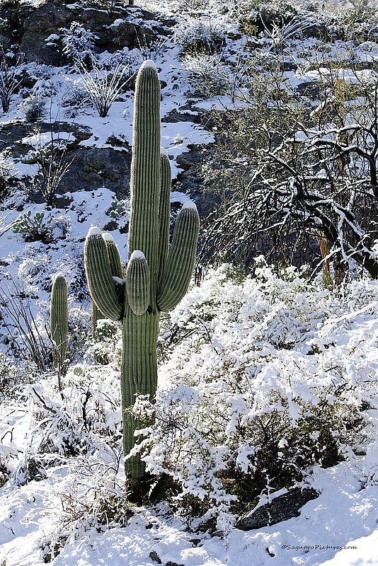 Snow Day in Saguaro National Park.jpg :: Snow Day in Saguaro National Park