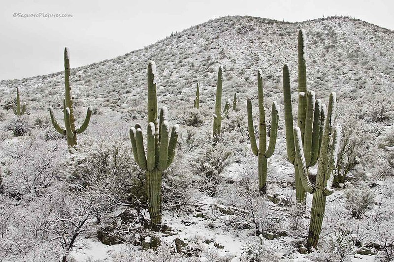 Snow Saguaros 2.jpg :: Snow Saguaros 2