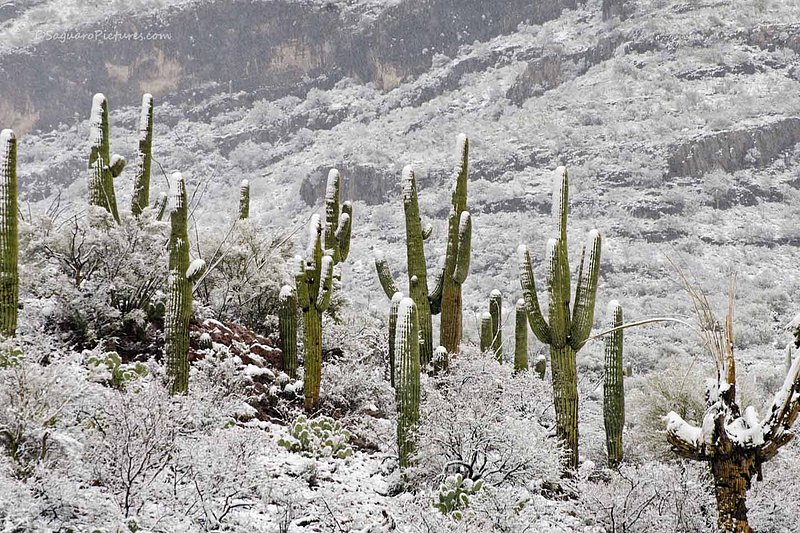 Snow Saguaros.jpg :: Snow Saguaros