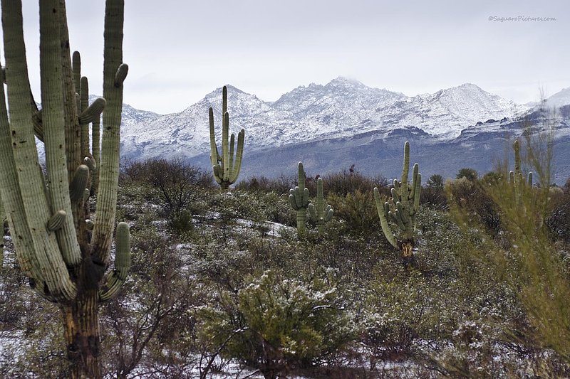 Snowy Desert 2.jpg :: Snowy Desert