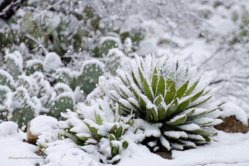 Snowy Desert.jpg :: Snowy Desert