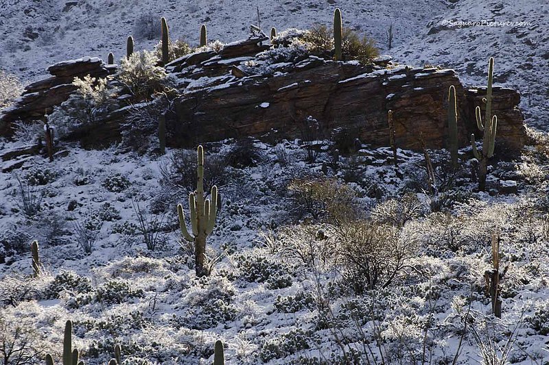 Snowy Hillside.jpg :: Snowy Hillside