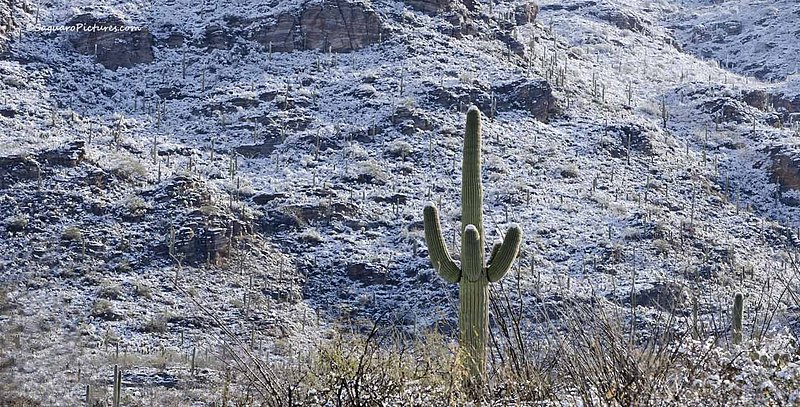Snowy Saguaro 2.jpg :: Snowy Saguaro 2
