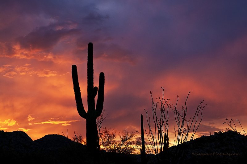 Sunrise Rain.jpg :: Sunrise Rain