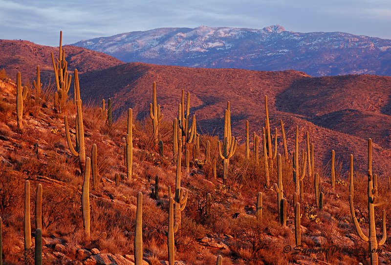 The Catalina Foothills.jpg