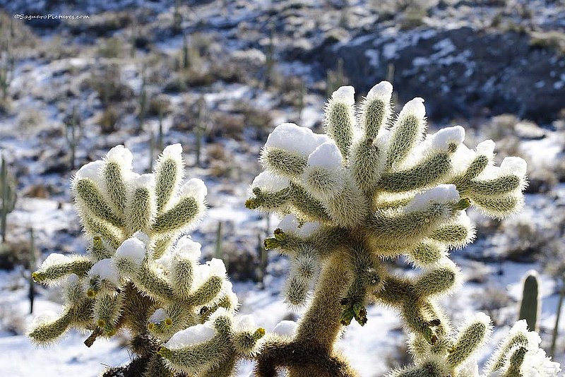 The Devil in White.jpg :: The Devil in White