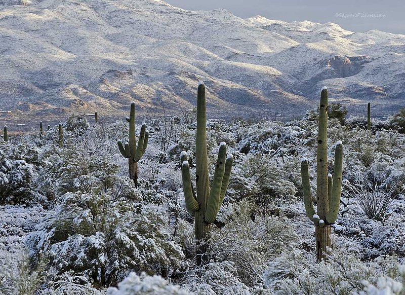 Tucson Snow.jpg :: Tucson Snow