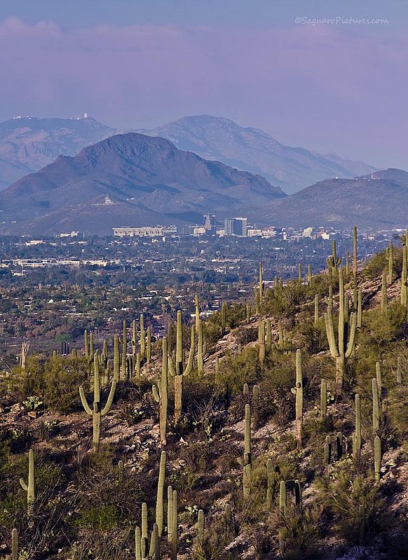 View of Tucson.jpg :: View of Tucson
