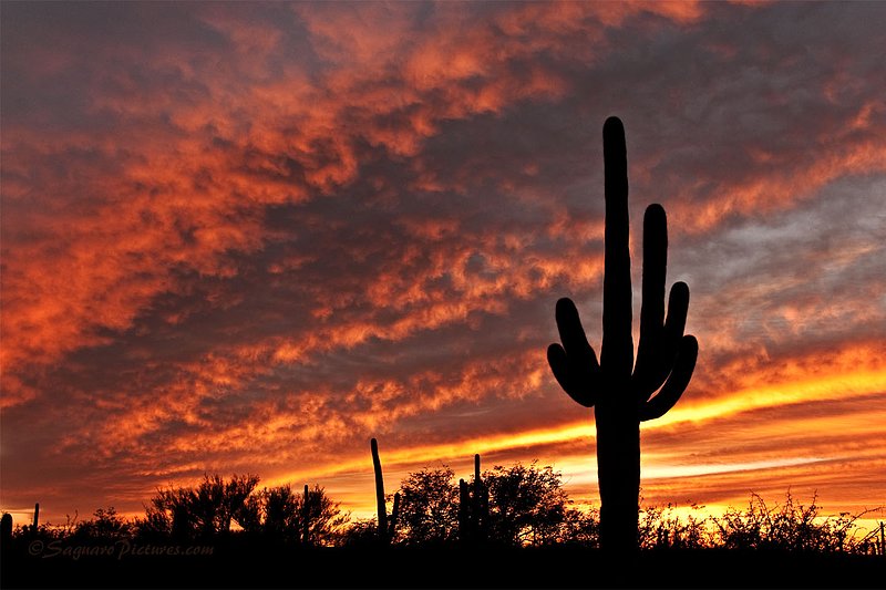 Waves of Fire.jpg :: Waves of Fire