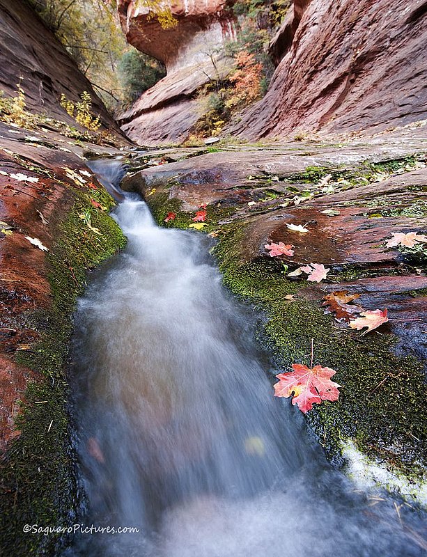 West Fork - Beyond the Trail.jpg :: West Fork - Beyond the Trail