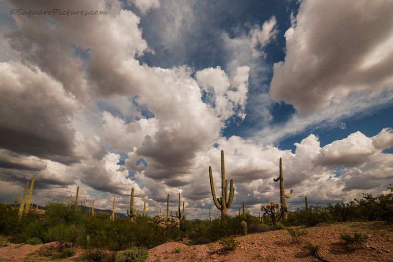 Desert Clouds.jpg :: Desert Clouds