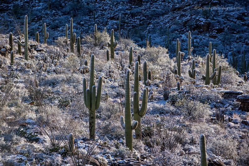 Desert Snow.jpg :: Desert Snow