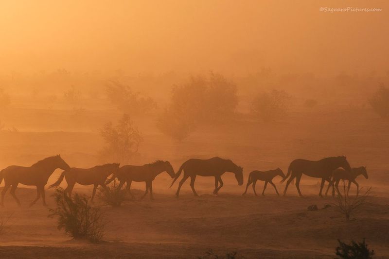 Dust Storm Horses.jpg :: Dust Storm Horses