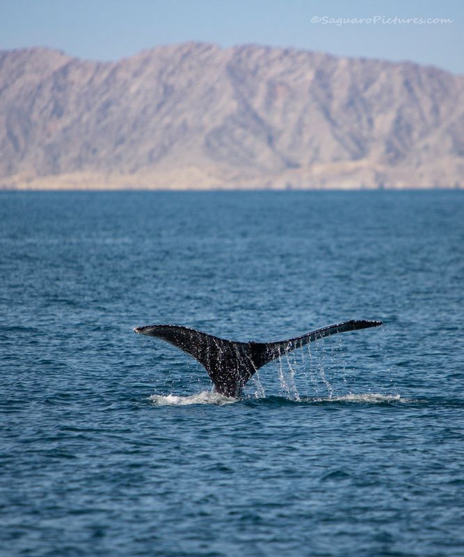 Humpback.jpg :: Humpback