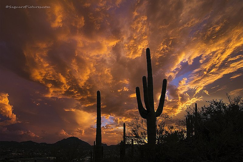 On Fire.jpg :: On Fire