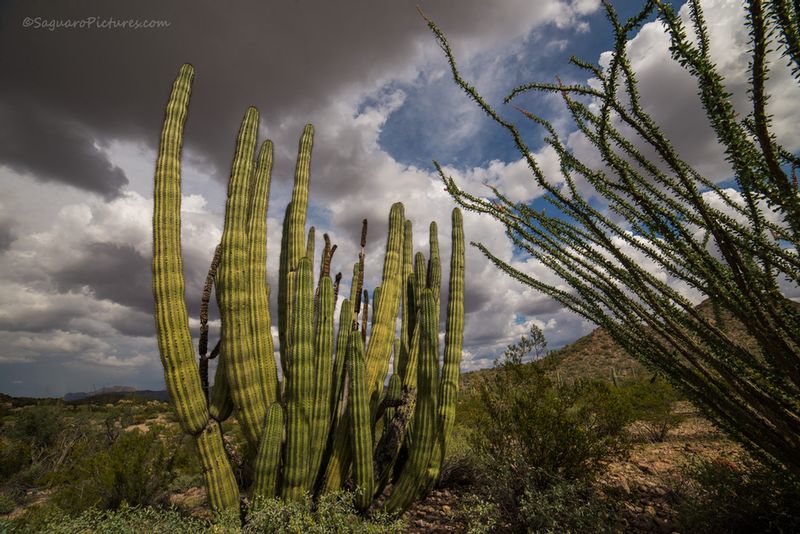 Organ Pipe.jpg :: Organ Pipe