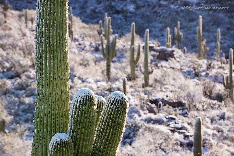Snow and Saguaros.jpg :: Snow and Saguaros