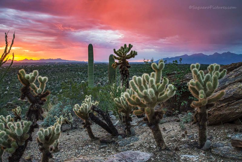 Through the Cholla.jpg :: Through the Cholla