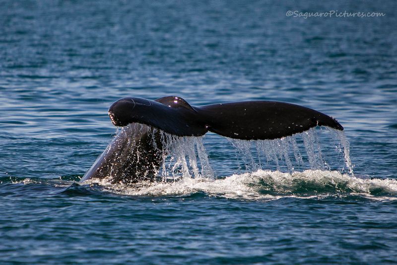 Whale Tail.jpg :: Whale Tail