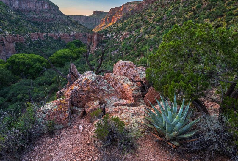 Aravaipa Agave.jpg :: Aravaipa Agave