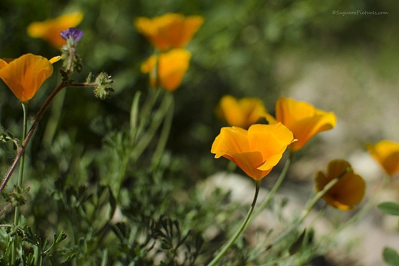 Aravaipa Poppies.jpg :: Aravaipa Poppies