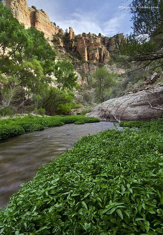 Aravaipa Watercress.jpg :: Aravaipa Watercress