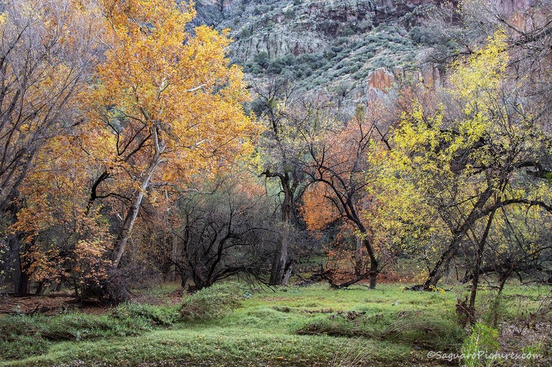 Array of Colors.jpg :: Array of Colors