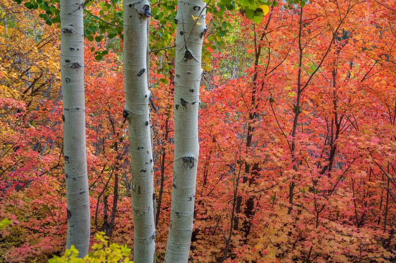 Aspens in Red.jpg :: Aspens in Red