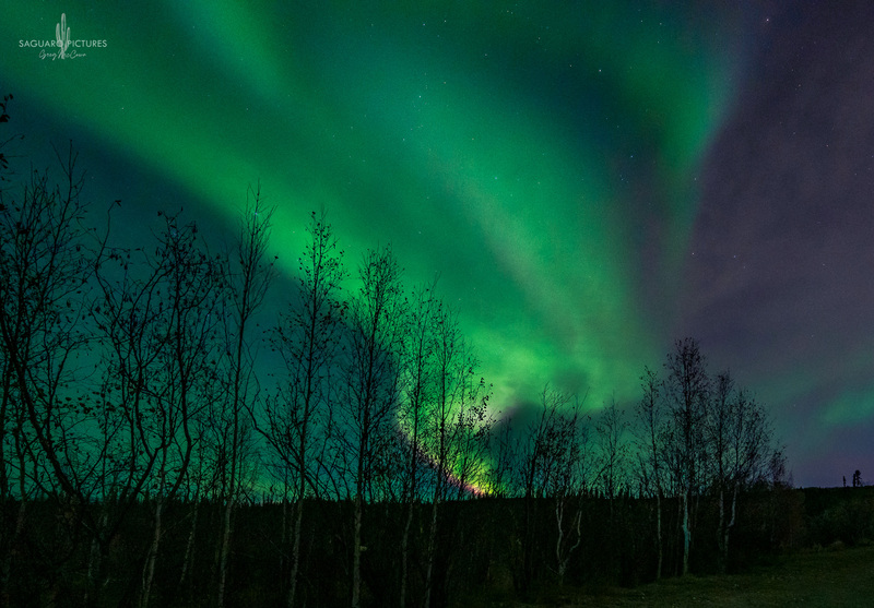 Aurora and Trees.jpg :: Aurora and Trees