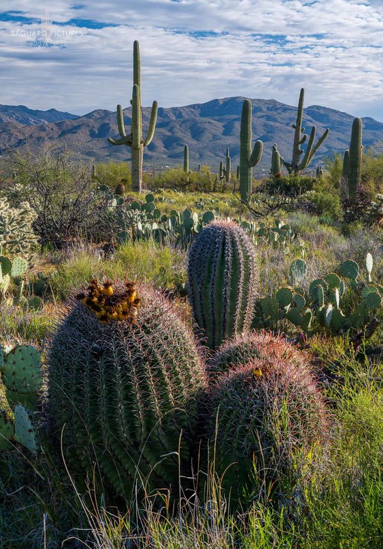 Barrels.jpg :: Barrels