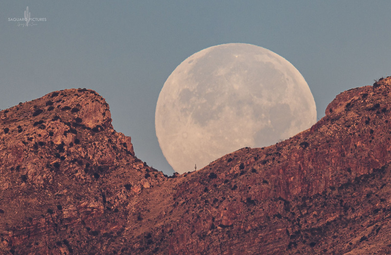 Big Moon Little Saguaro.jpg :: Big Moon Little Saguaro