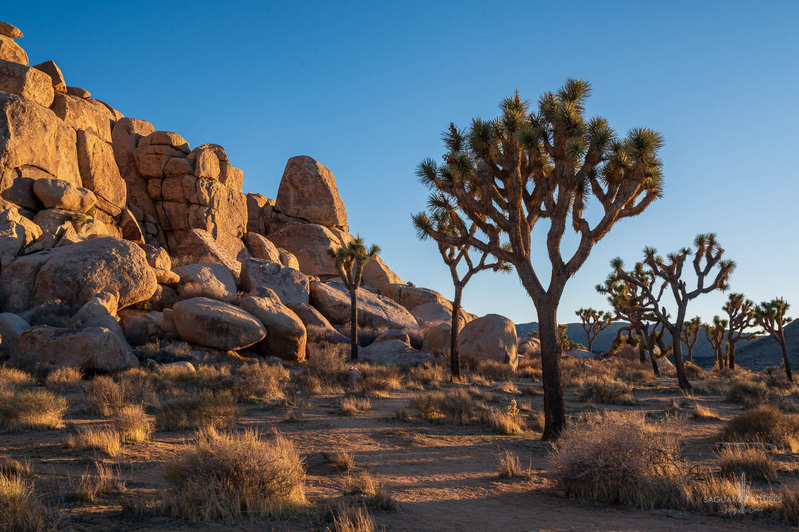 Boulders and Joshes.jpg :: Boulders and Joshes