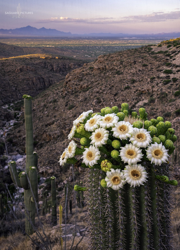 Bouquet.jpg :: Bouquet
