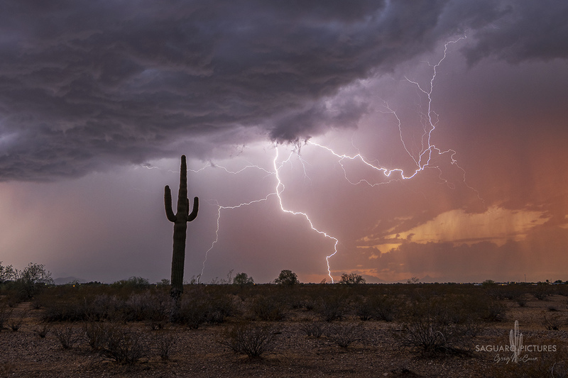 Buckeye.jpg :: Buckeye