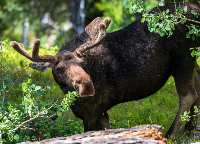 Bullwinkle.jpg :: Bullwinkle