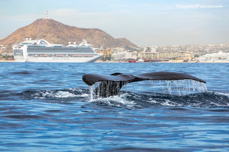Cabo Whale.jpg :: Cabo Whale