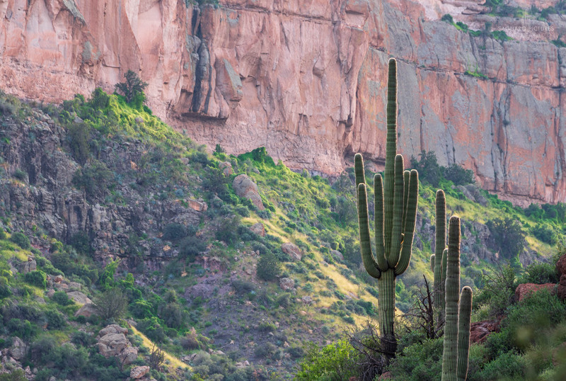 Canyon Saguaro.jpg :: Canyon Saguaro