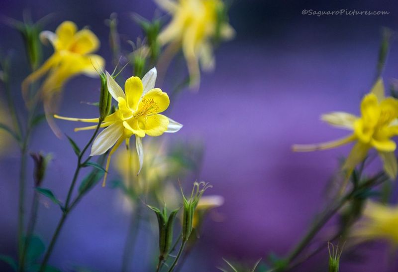 Columbine.jpg :: Columbine