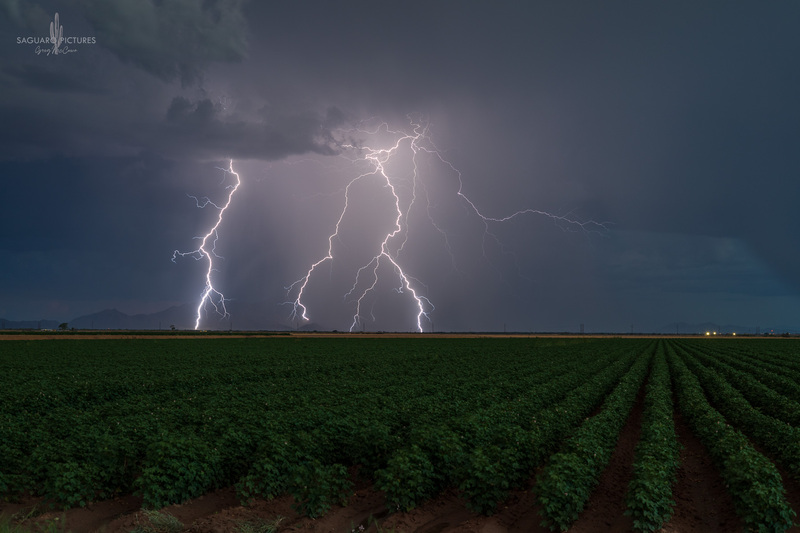 Cotton Fields.jpg :: Cotton Fields