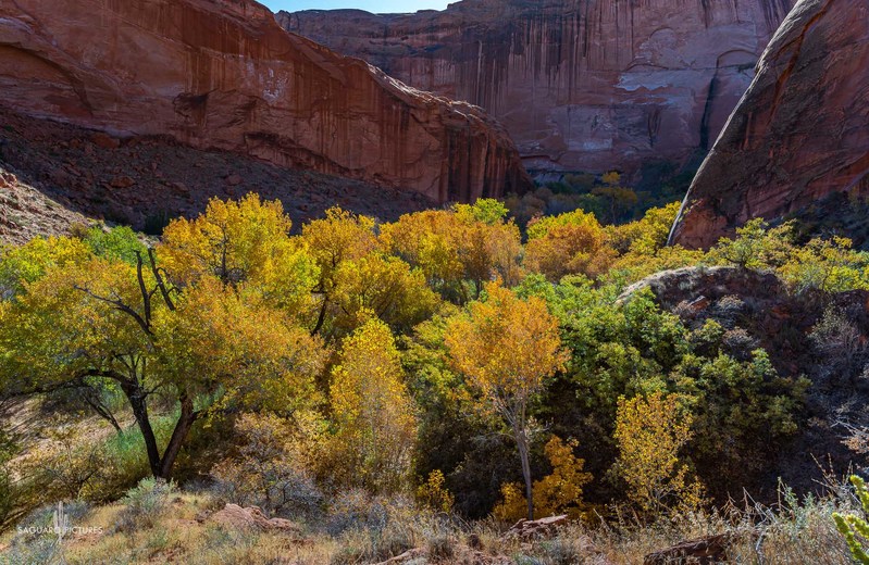 Coyote Gulch.jpg :: Coyote Gulch
