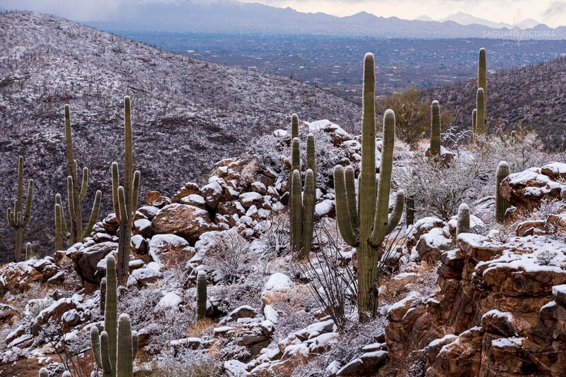 Desert Irony.jpg :: Desert Irony